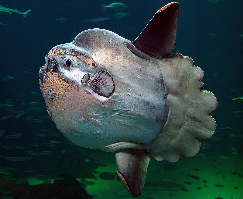 Peixe-lua https://www.wikiwand.com/pt/articles/Peixe-lua